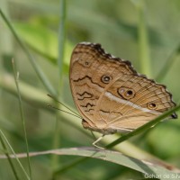 Junonia almana Linnaeus, 1758